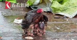 下雨也别怕！鸡妈妈用羽翼裹住宝宝自己却被淋得湿透