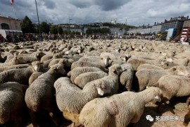 法国政府只保护狼？1500只绵羊占领里昂街头抗议：咩！